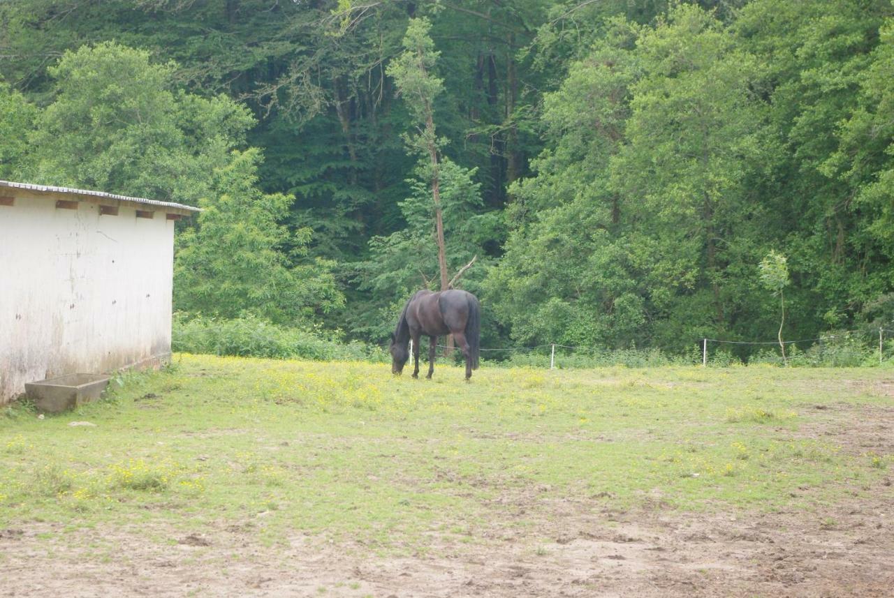 Les Ecuries Du Seque Bed and Breakfast Saint-Martin-de-Seignanx Eksteriør billede